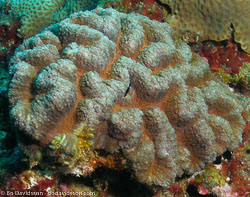 BD-070402-Similan--Coral-7.jpg