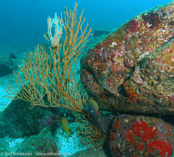 BD-070402-Similan--Coral-8.jpg