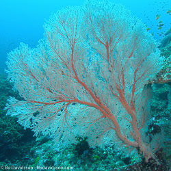 BD-070402-Similan--Coral.jpg