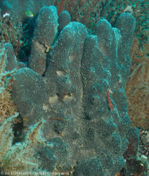 BD-070403-Similan--Coral-3.jpg