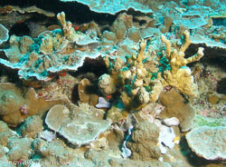 BD-070403-Similan--Coral.jpg