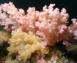 BD-070404-Similan--Coral.jpg