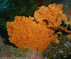 BD-070405-Similan--Coral-3.jpg