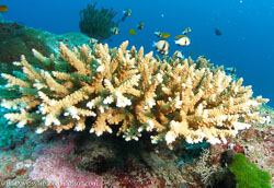 BD-070405-Similan--Coral-4.jpg