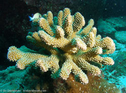 BD-070405-Similan--Coral.jpg