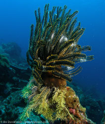 BD-070405-Similan--Sea-lilie.jpg