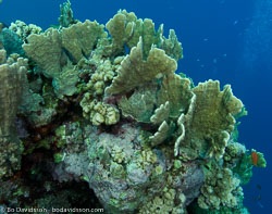 BD-090405-St-Johns-4052544-Coral.jpg