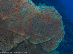 BD-090405-St-Johns-4052552-Coral.jpg