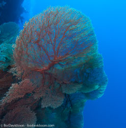 BD-090405-St-Johns-4052556-Coral.jpg