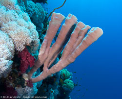 BD-090405-St-Johns-4052582-Coral.jpg