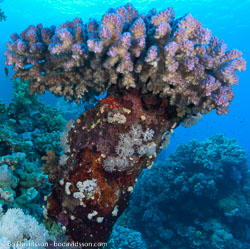 BD-090405-St-Johns-4052626-Coral.jpg
