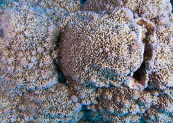BD-090408-Fury-Shoal-4083039-Coral.jpg