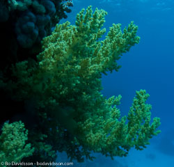 BD-090408-Fury-Shoal-4083087-Coral.jpg
