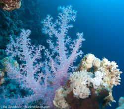 BD-090409-Marsa-Alam-4093109-Coral.jpg