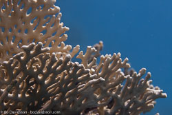 BD-100921-Fury-Shoal-1882-Coral.jpg