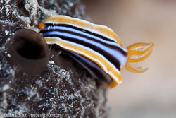 BD-100921-Fury-Shoal-1922-Chromodoris-quadricolor-(Rüppell---Leuckart.-1830).jpg