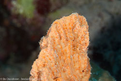 BD-100922-St-Johns-2029-Coral.jpg
