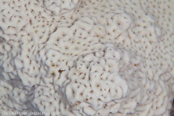 BD-100923-St-Johns-2080-Coral.jpg