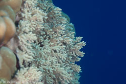 BD-100923-St-Johns-2090-Coral.jpg