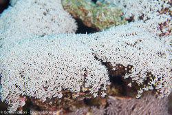BD-100923-St-Johns-2102-Coral.jpg