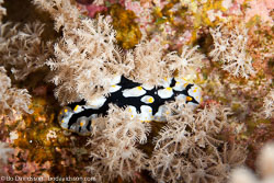 BD-100925-Fury-Shoal-2430-Phyllidia-rueppelii-(Bergh.-1869).jpg