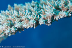 BD-120421-St-Johns-5894-Acropora-sp.-Oken.-1815.jpg