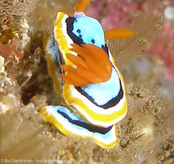 BD-080330-Lembeh-3302268-Chromodoris-michaeli.-Gosliner---Behrens.-1998.jpg