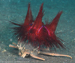 BD-080331-Lembeh-3312461-Sea-urchins.jpg