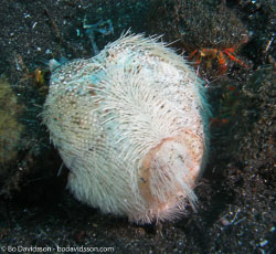 BD-080331-Lembeh-3312539-Sea-urchins.jpg