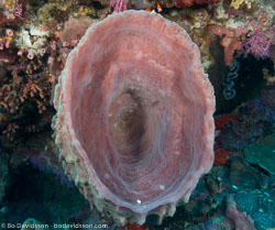 BD-080402-Bunaken-4020884-Coral.jpg