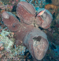 BD-080403-Bunaken-4031055-Coral.jpg