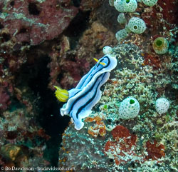 BD-080404-Bunaken-4041135-Chromodoris-annae.-Bergh.-1877---Anna's-chromodoris.jpg