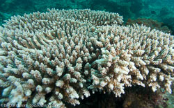 BD-080405-Bunaken-4051239-Coral.jpg
