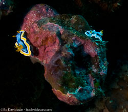 BD-080406-Bunaken-4061323-Chromodoris-dianae.-Gosliner---Behrens.-1998---Diana's-chromodoris,-Chromodoris-michaeli.-Gosliner---Behrens.-1998.jpg