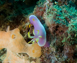 BD-080406-Bunaken-4061389-Hypselodoris-apolegma-(Yonow.-2001).jpg