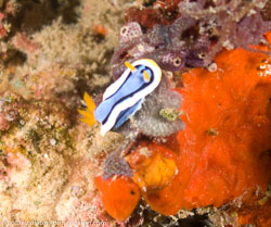 BD-080406-Bunaken-4061415-Chromodoris-annae.-Bergh.-1877---Anna's-chromodoris.jpg