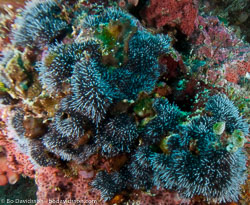 BD-090922-Bunaken-9223683-Coral.jpg