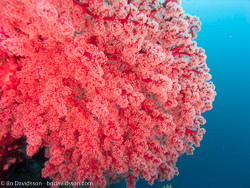 BD-090922-Bunaken-9223693-Coral.jpg