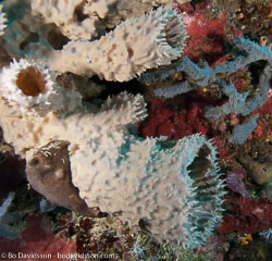 BD-090922-Bunaken-9223697-Coral.jpg