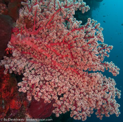 BD-090922-Bunaken-9223711-Coral.jpg