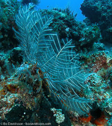 BD-090924-Bunaken-9243769-Coral.jpg