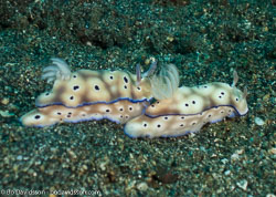 BD-090926-Lembeh-9263983-Hypselodoris-tryoni-(Garrett.-1873).jpg