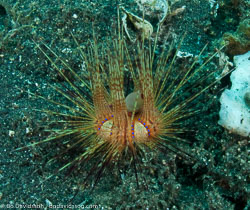 BD-090926-Lembeh-9264099-Sea-urchins.jpg