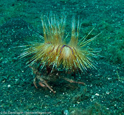 BD-090926-Lembeh-9264131-Sea-urchins.jpg