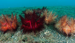 BD-090926-Lembeh-9264197-Sea-urchins.jpg