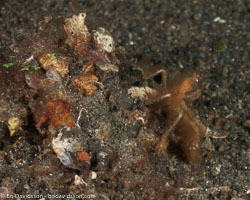 BD-090926-Lembeh-9264255-Shellfish.jpg