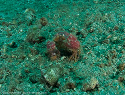 BD-090927-Lembeh-9274501-Shellfish.jpg
