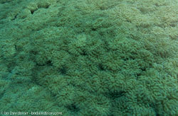 BD-090927-Lembeh-9274521-Coral.jpg
