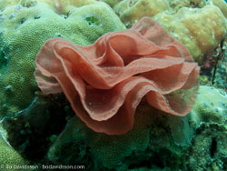 BD-090927-Lembeh-9274529-Coral.jpg