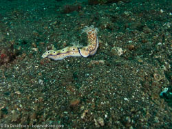 BD-090927-Lembeh-9274553-Hypselodoris-tryoni-(Garrett.-1873).jpg